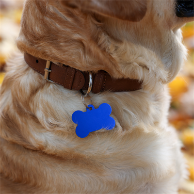 Dog with Tag