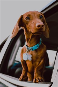 Dog with Tag